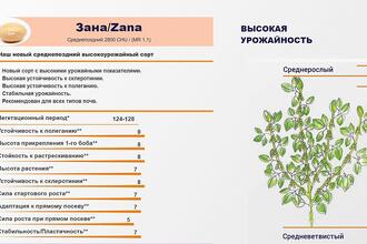 Сорт сои Зана селекции Прогрейн